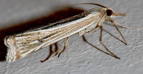 Réf. 347 356 : Ancylolomia tentaculella
